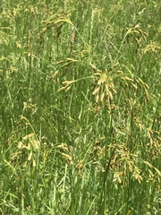 Scirpus pendulus