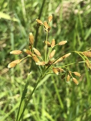 Scirpus pendulus
