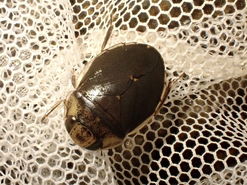 Laccocoris observed 2024-03-13