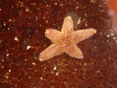 Pisaster
