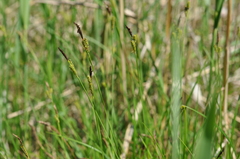 Carex cespitosa