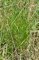 Carex cespitosa
