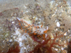 Diaphoreolis lagunae