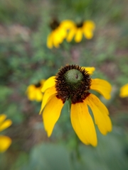 Rudbeckia amplexicaulis