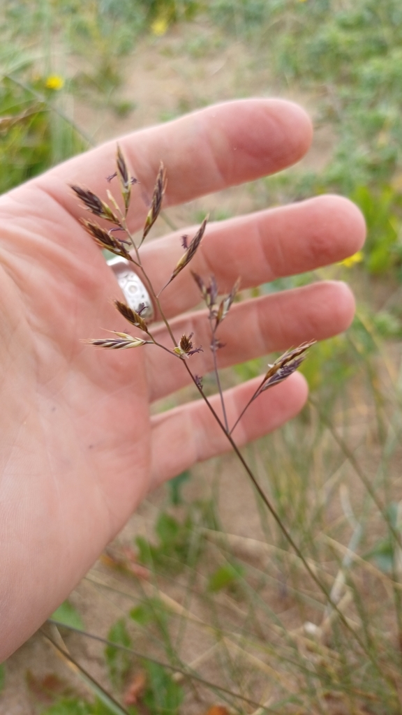 red fescue from Pitch and Putt, Fleetwood FY7 6QE, UK on June 11, 2024 at 1122 AM by Graeme