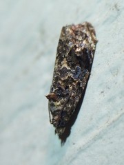 Endothenia hebesana