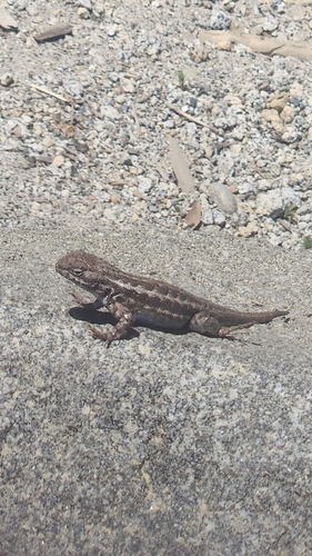 iNaturalist observation photo of Common Sagebrush Lizard