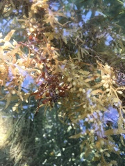 Sargassum natans