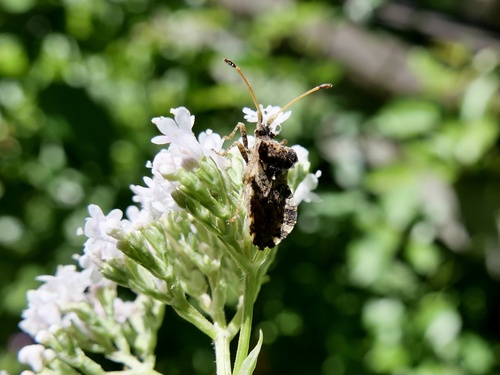 Leaf-footed bug photo 2