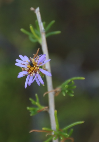 Image of Felicia filifolia by (c) Tony Rebelo, some rights reserved (CC BY-SA)