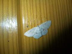 Cyclophora albipunctata