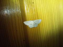 Cyclophora albipunctata