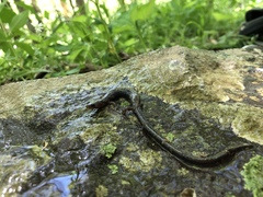 Plethodon hoffmani