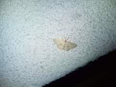 Cyclophora albipunctata