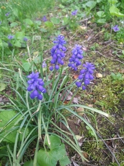 Muscari botryoides