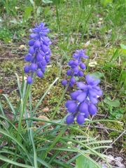 Muscari botryoides