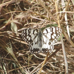 Melanargia ines