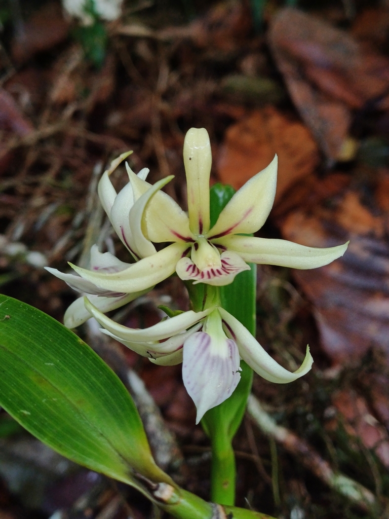 Prosthechea abbreviata