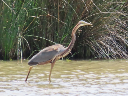 Garza imperial (Ardea purpurea)