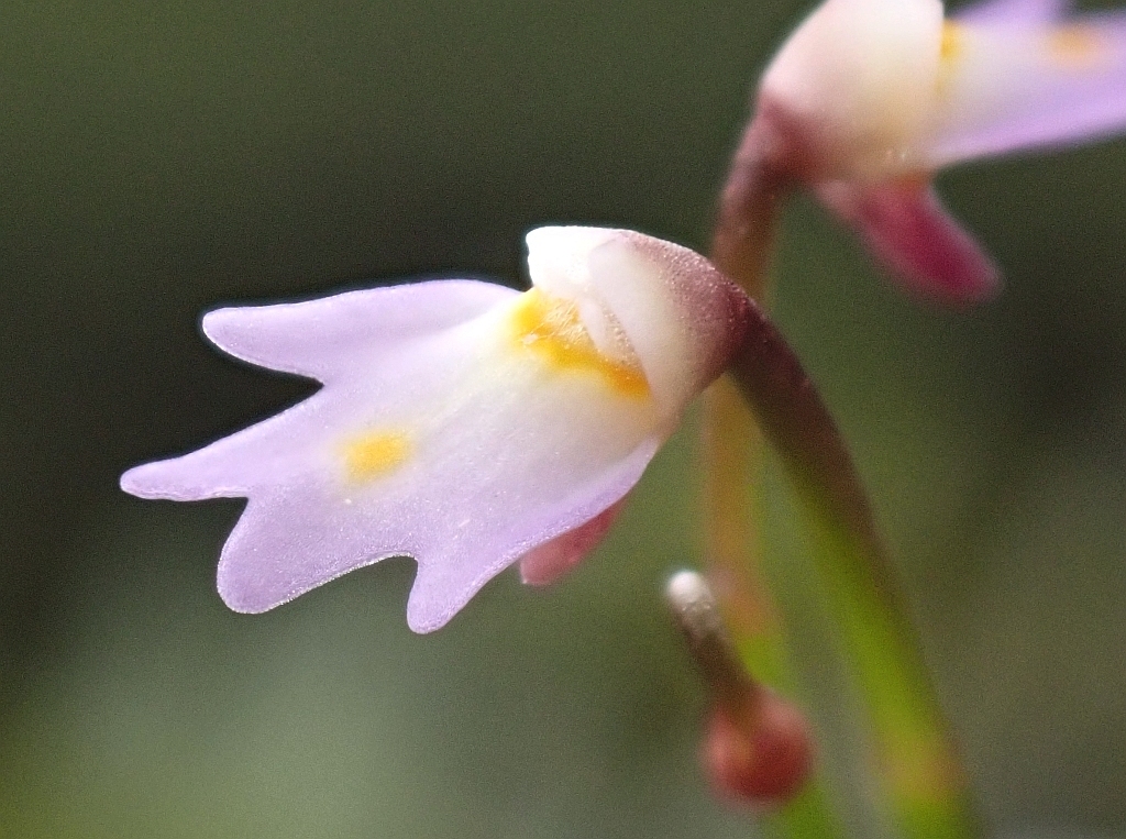 Utricularia multicaulis Oliv.