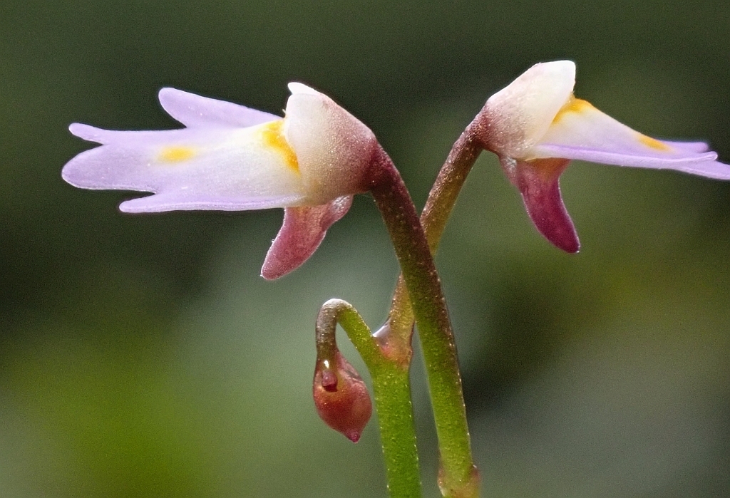 Utricularia multicaulis Oliv. 2