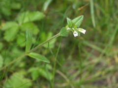 Cerastium holosteoides