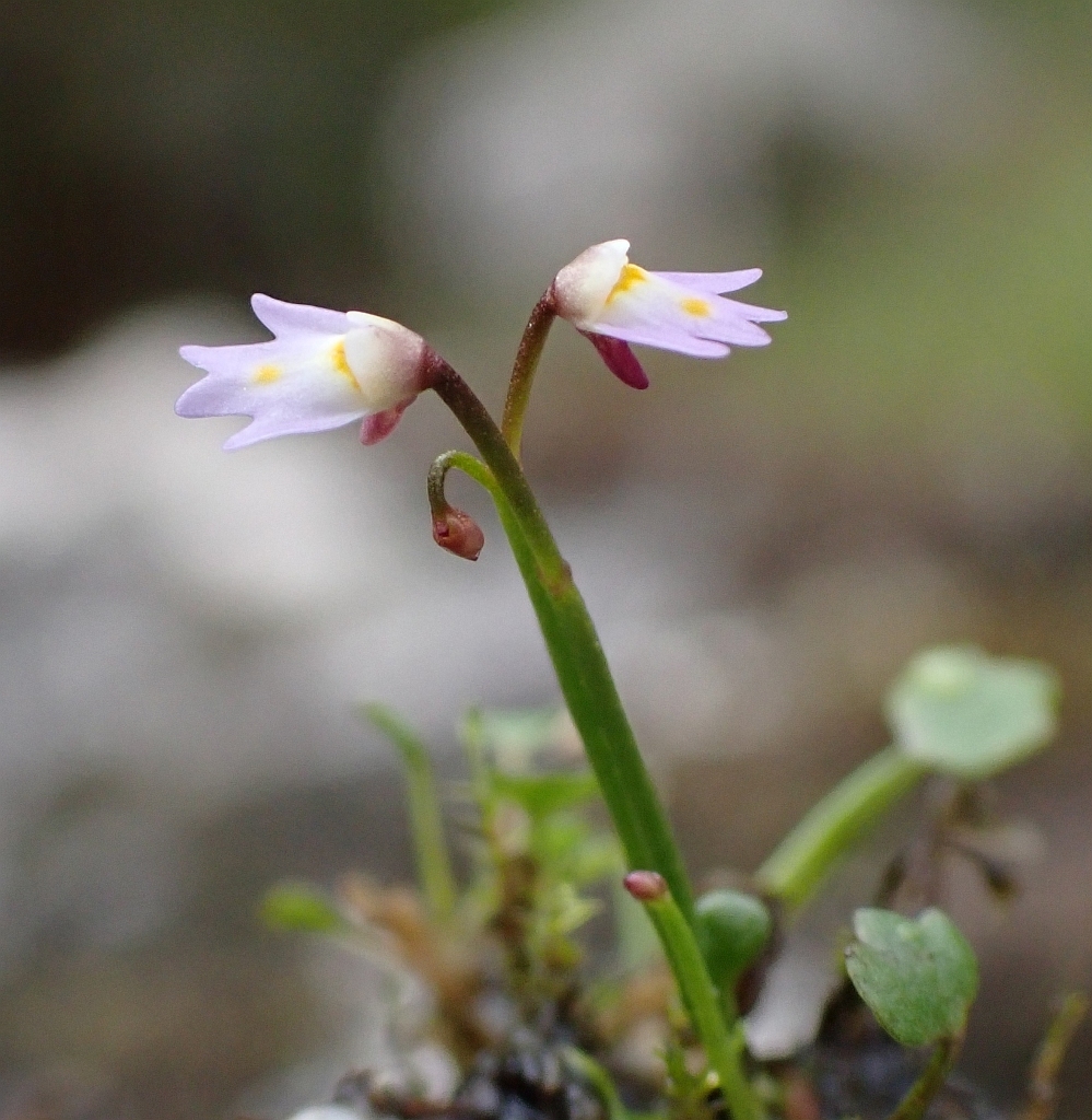 Utricularia multicaulis Oliv. 3