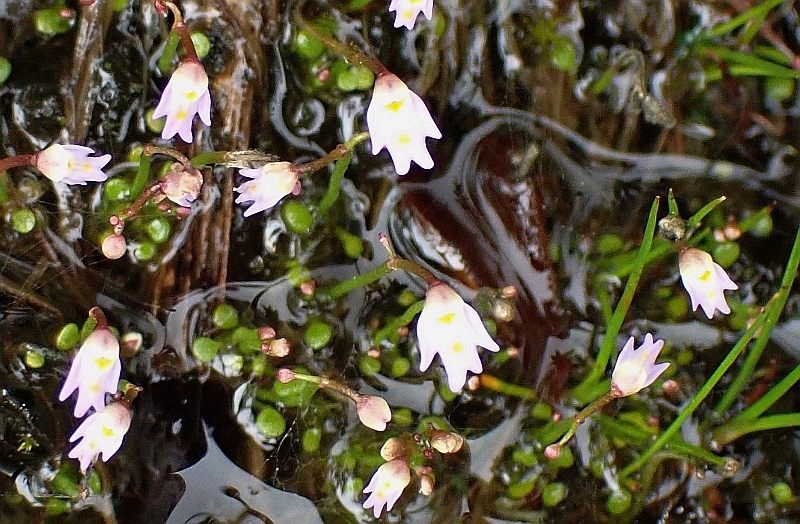 Utricularia multicaulis Oliv. 4