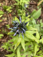 Amsonia tabernaemontana