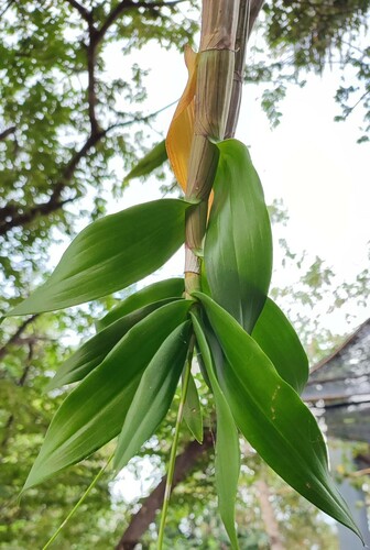 Dendrobium affine (Decne.) Steud. 4