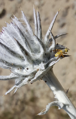 Terellia occidentalis