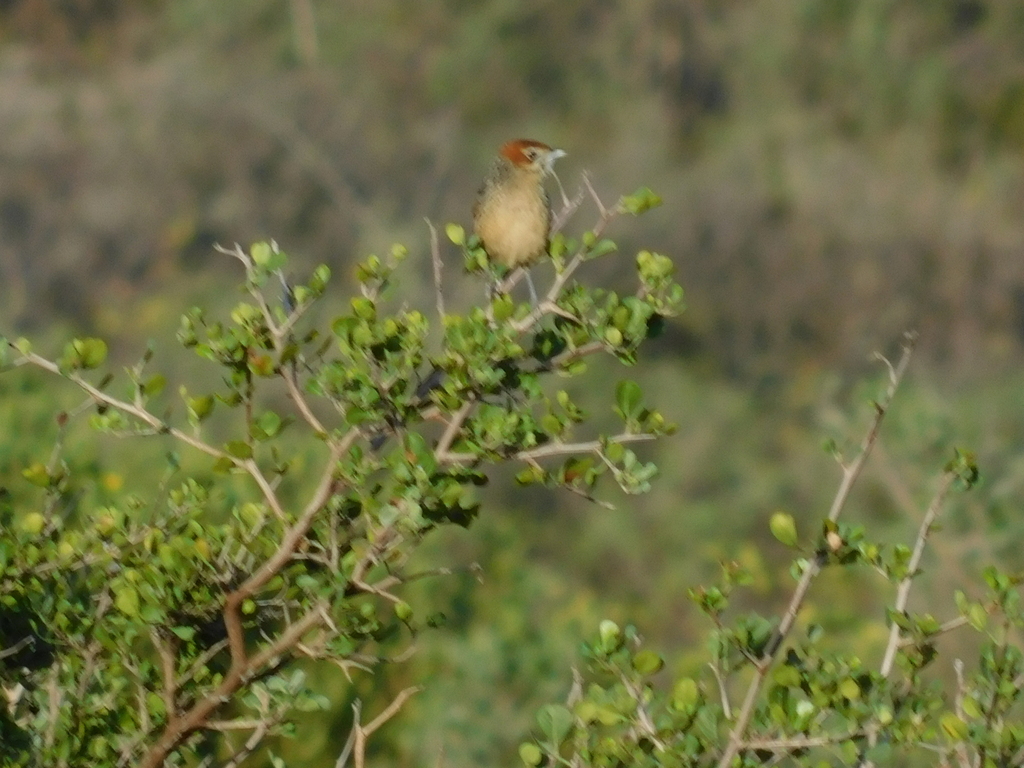 Cape Grassbird from Mitchells Plain, Cape Town, South Africa on June 7 ...