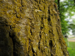 Candelariella xanthostigma