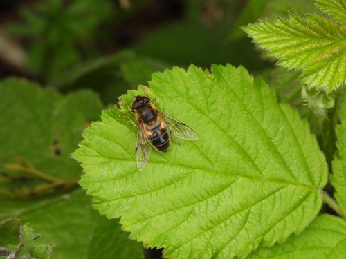 Tapered Drone Fly, photo 9 of 10
