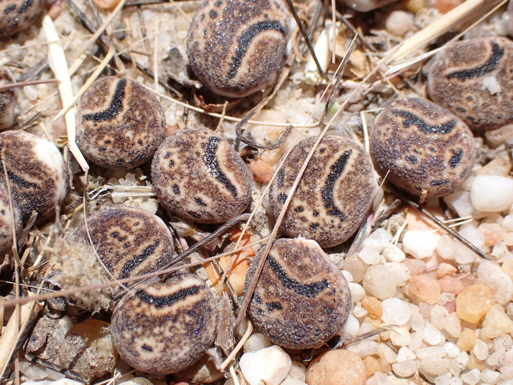 Scabrispermae