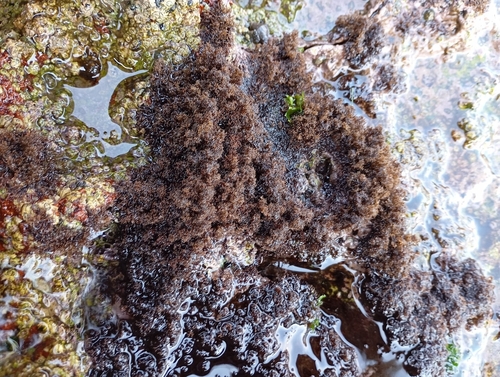 Caulacanthus ustulatus observed 2024-05-24