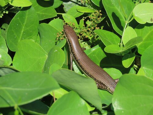 Eastern Sand Skink, Trachylepis depressa