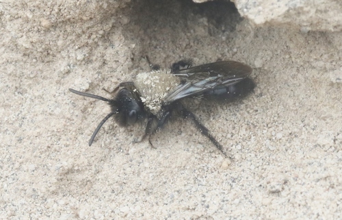 Camissoniopsis bee