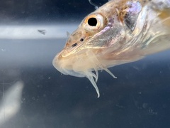 Prairie Chub photo 2