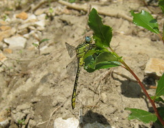 Gomphus simillimus