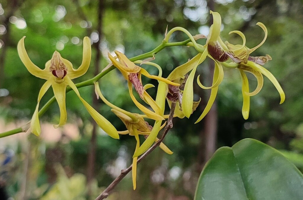 Dendrobium calophyllum Rchb.f. 2