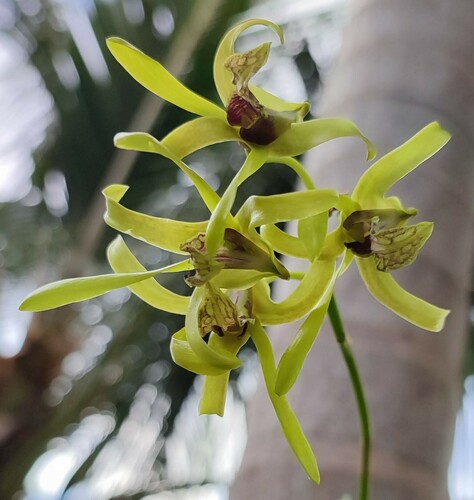 Dendrobium calophyllum