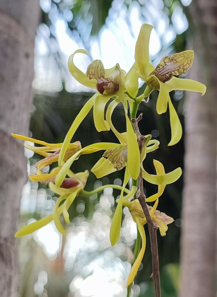 Dendrobium calophyllum Rchb.f. 3