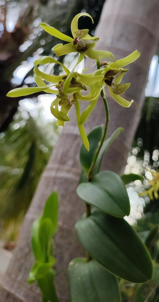 Dendrobium calophyllum Rchb.f. 4