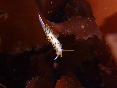 Diaphoreolis lagunae