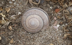 Helminthoglypta ayresiana