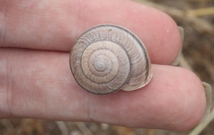 Helminthoglypta ayresiana