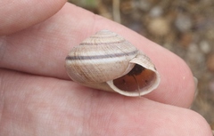 Helminthoglypta ayresiana