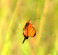 Acraea periphanes