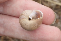 Helminthoglypta ayresiana